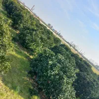 هرس درخت|خدمات باغبانی و درختکاری|جویبار, |دیوار