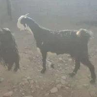 با سلام دوتا تیشتر سرحال آبستن 4نیم ماه هستن