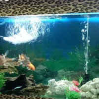 آکواریوم|ماهی|محمدشهر, عباس آباد|دیوار