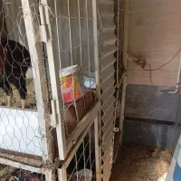 قفس دو طبقه بزرگ|لوازم جانبی حیوانات|شیراز, کرونی(خاتونک)|دیوار