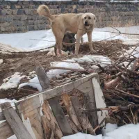 سگ عراقی پژدر