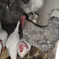 خروس نژاد پیلیموت راک محلی|حیوانات مزرعه|هشتگرد, خور|دیوار