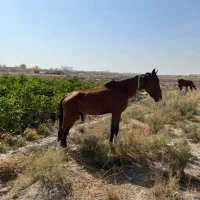 اسب نریون سواری اسب مادیون کششی|اسب و تجهیزات اسبسواری|مشهد, خین عرب|دیوار