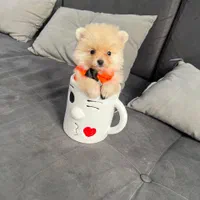 تاینی توی، پامرانین ، پیکینیز|سگ|تهران, چیتگر جنوبی|دیوار