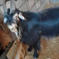 ا عدد دوبر روزگاری ...|حیوانات مزرعه|گتوند, |دیوار