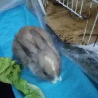 بچه خرگوش خوشگل و زرنگ|موش و خرگوش|سبزوار, قصبه شرقی|دیوار