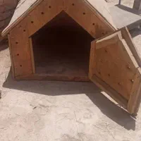 سگ پامرین روباهی نر|سگ|خمینی‌شهر, |دیوار