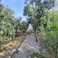 خونه باغ455متری باسندتکبرگ وشاهنشین فریدونکنار|فروش خانه و ویلا|آستانه سرا, |دیوار