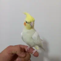 عروس هلندی نر