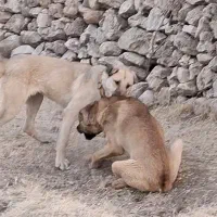 سگ گمشده|سگ|دالاهو, |دیوار