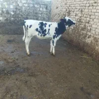 گاو.گوساله ماده