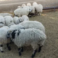 بره پر و چاق|حیوانات مزرعه|کورین, |دیوار