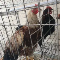 دو عدد خروس محلی