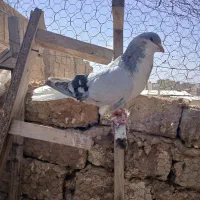 بدرنگ نر میزان
