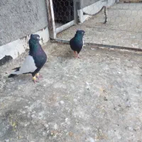 کبوترسینه ای