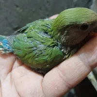 طوطی سرلاکی|پرنده|شوش, |دیوار