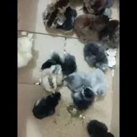 فروش مرغ و خروس جوجه کوچک