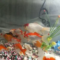 ماهی گلد فیش فروشی|ماهی|طرقبه, |دیوار