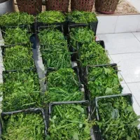 سبزی خورشتی چین اول ارسال ازرامهرمز