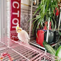 عروس هلندی|پرنده|مراغه, |دیوار