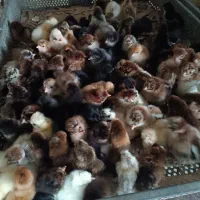 اردک و جوجه گلپایگانی یک روزه