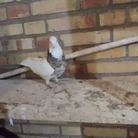 طوقی ماده  درج یک