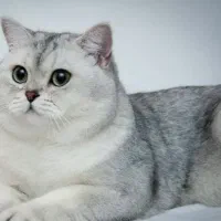 شهر گربه بریتیش سیلور