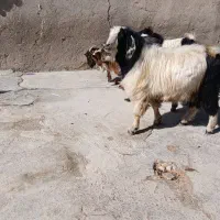 بز بزغاله بز ماده ساورین|حیوانات مزرعه|دالاهو, |دیوار