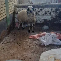 بره نر شیر مست داشتی و کشتاری