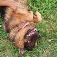 سگ ژرمن شپرد 3 ساله تربیت شده ماده