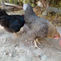 مرغ خانگی تخمگذار چاق برا خون کردنم خوبه