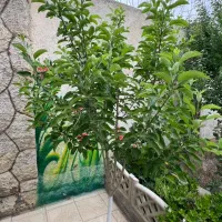 باغ800متری 14مترحاشیه ملک کلاکوب فروش فوری|فروش زمین و ملک کلنگی|مشهد, کلاکوب|دیوار