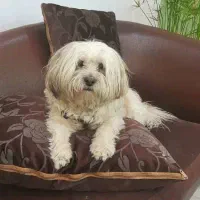 واگذاری رایگان به شرط نگهداری در منزل|سگ|سنندج, |دیوار