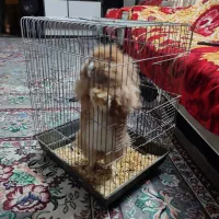 خرگوش