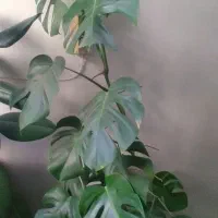 گل برگ انجیری، بگونیا خال سفید، قاشقی، سانسوریا|گل و گیاه طبیعی|شیراز, گود خزینه|دیوار