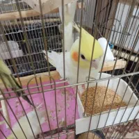 عروس هلندی|پرنده|هشتگرد, هشتگرد قدیم|دیوار