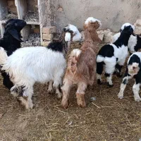 بزغاله|حیوانات مزرعه|جعفرآباد, |دیوار