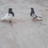 کله سیاه جوان معاوضه با قناری