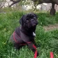 فروش حیوانات خانگی