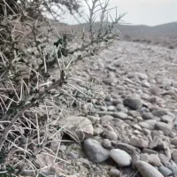 راننده دامپتراک هستم