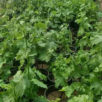 نهال موندراپ ( sabzevarnahal)|گل و گیاه طبیعی|سبزوار, کهنه آب|دیوار