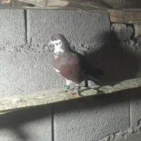 کفتر|پرنده|رضویه, |دیوار