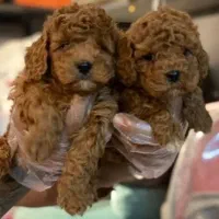 سگ و گربه آپارتمانی توی پودل ، پامرانین شیتزو خالص