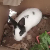 خرگوش|موش و خرگوش|شهرکرد, |دیوار