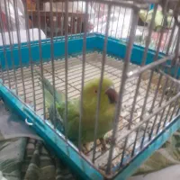 طوطی  ملنگو فروشی فوری  زرنگ  در حال سخنگو