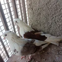 کبوتر دوکت|پرنده|بندرعباس, |دیوار