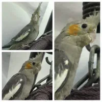 عروس هلندی ماده
