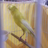 قناری رسمی بلند کاکلی نر|پرنده|ری, علایین|دیوار