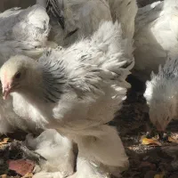 جوجه مرغ و خروس برهما لایت