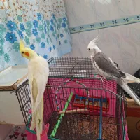 یه جفت عروس هلندی